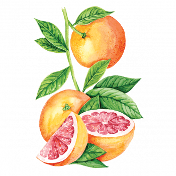 greipfrut_350x350 Сироп PROFF Грейпфрут 1 л — изображение 1
