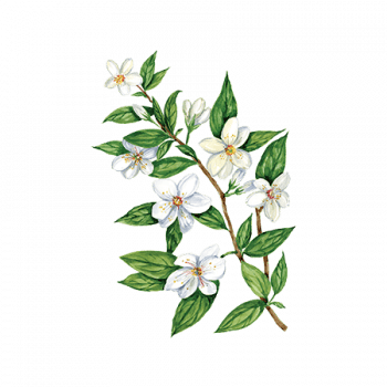jasmin_350x350 Сироп PROFF Жасмин 1 л — изображение 1